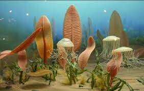 Aparición de la fauna de Ediácara