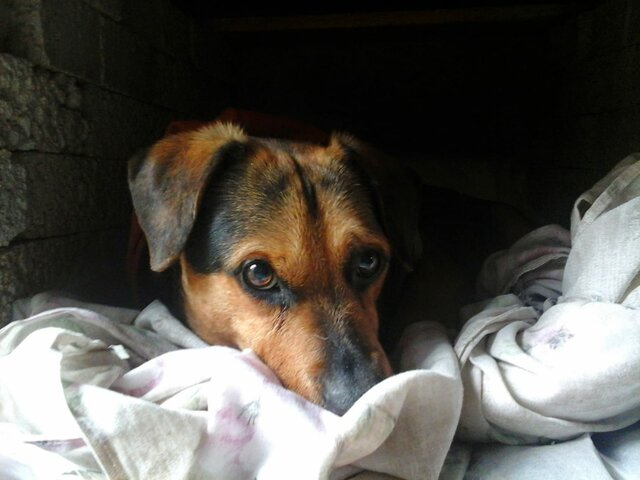 Mi primer "Perrhijo" (Conde)