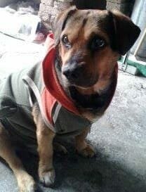 Pierdo a mi mejor compañero (Conde), mi perrhijo