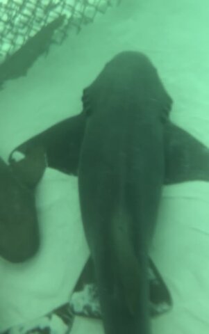 Swimming With Sharks