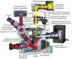 Microscopios de Fluorescencia