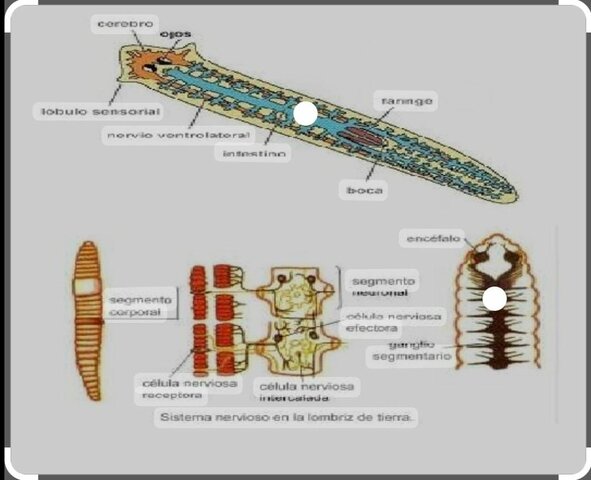 surgimiento de la cadena ganglionar