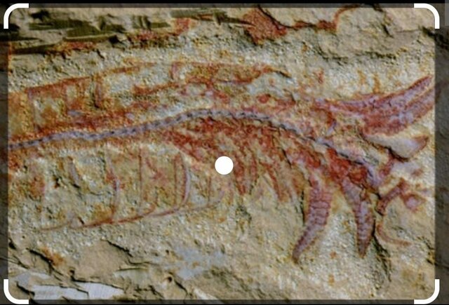 origen del sistema nervioso