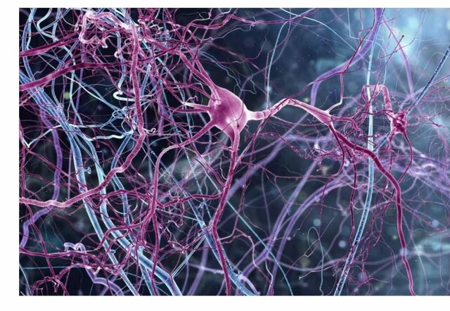 surgimiento de la primera neurona