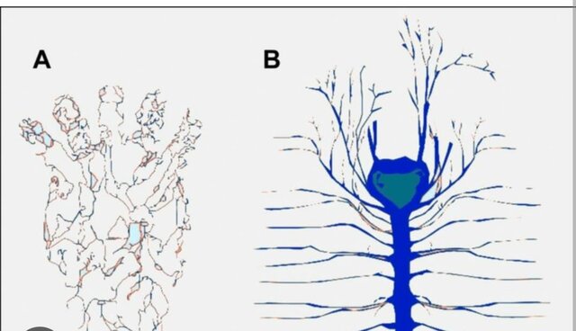 aparición del sistema nervioso reticular difuso