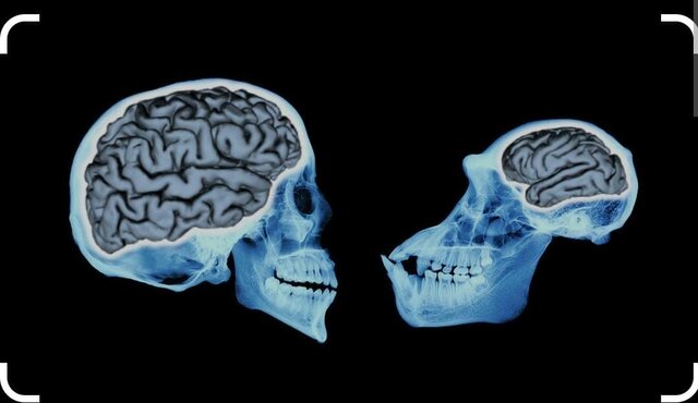 características únicas del cerebro de los homínidos