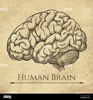 Doctrina ventricular