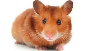 Hamster