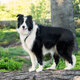 Border collie kiemelt