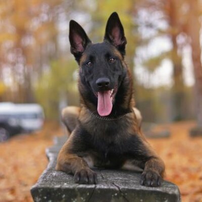 Timeline: Belga juhászkutya - Malinois