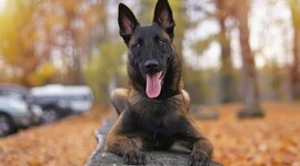 Timeline: Belga juhászkutya - Malinois