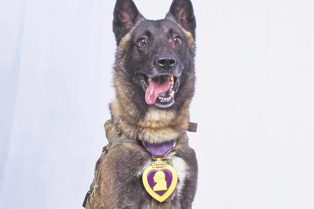 Conan malinois hőstette