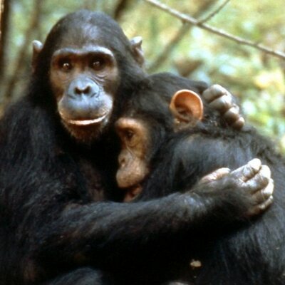 Timeline: Esad y Derecho