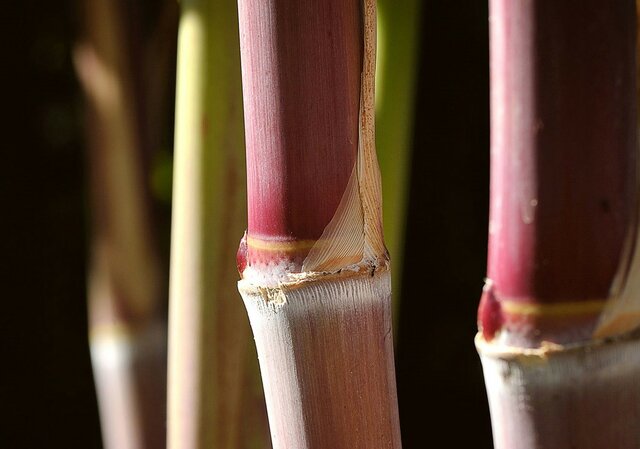 Modelo economico del azucar