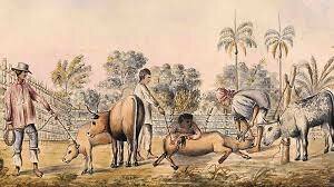 modelo economico de hato ganadero