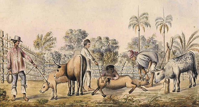 Modelo económico de Hato ganadero