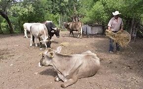 Modelo económico de hato ganadero