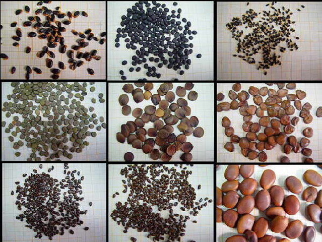 Recolección de semillas para replantación