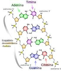 características del DNA