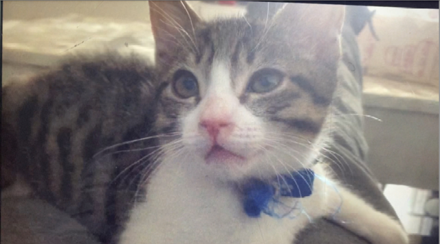 La adopción de mi gato