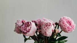 Timeline: Довгань Ольга, Цифрове портфоліо