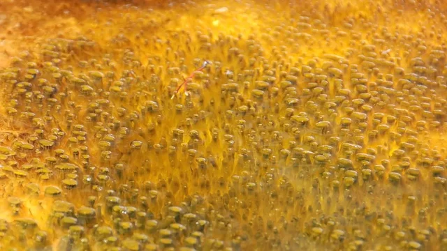 Aparición primeros organismos anfibios