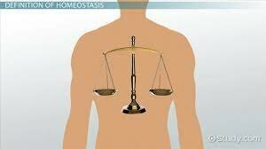 Homeostasis