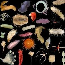 Aparición de gran cantidad de invertebrados marinos con exoesqueleto