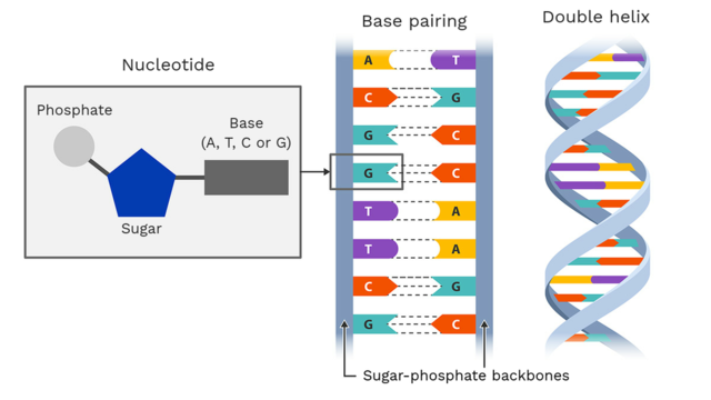 Discovery of DNA components