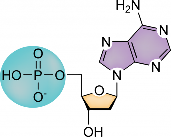 Structure of nucleic acids