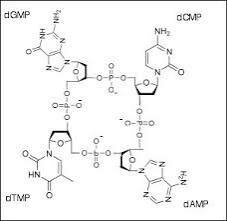 Levene's Tetranucleotide