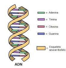 Discovery of the DNA Components (1900-1910)
