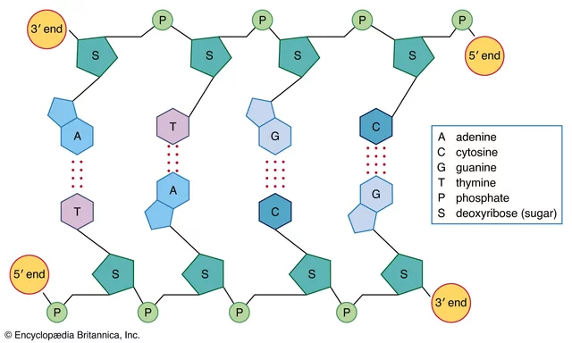 Discovery of DNA components