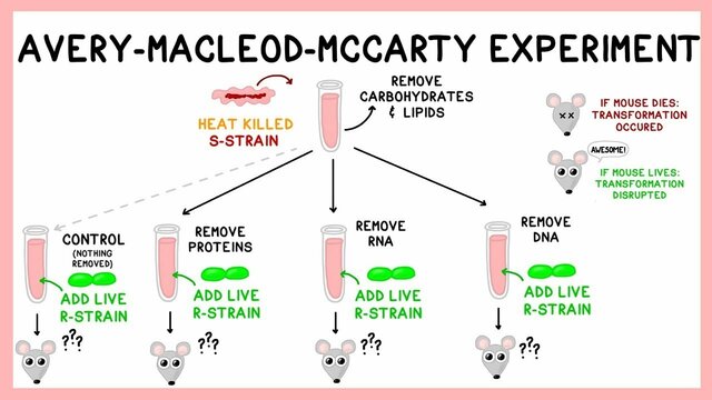 Avery, MacLeod and McCarty