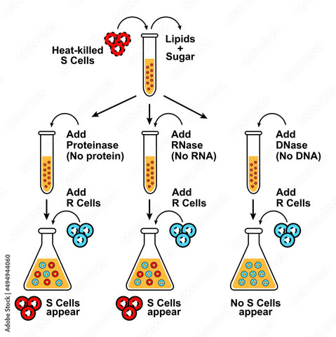 Avery, MacLeod and McCarty