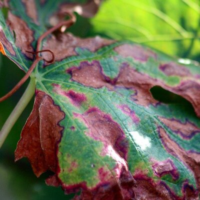 Timeline: linea de tiempo con el origen de la enfermedad en plantas