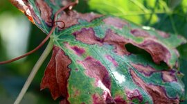 Timeline: linea de tiempo con el origen de la enfermedad en plantas
