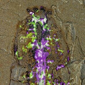 Nacimiento Sistema Nervioso