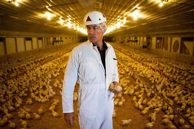 Guía del Veterinario Inspector, aplicada a las Casa-Mataderos y Pescadería