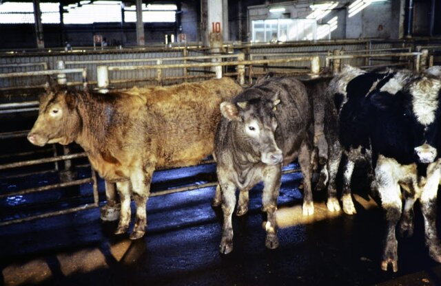 Manual Técnico-Práctico del Veterinario Inspector de Mataderos y Mercados Públicos