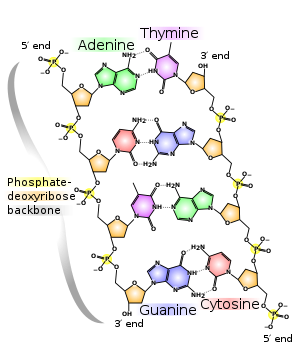 DISCOVERY OF DNA COMPONENTS
