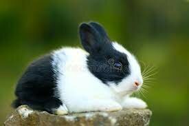 Tinc un conill porqui