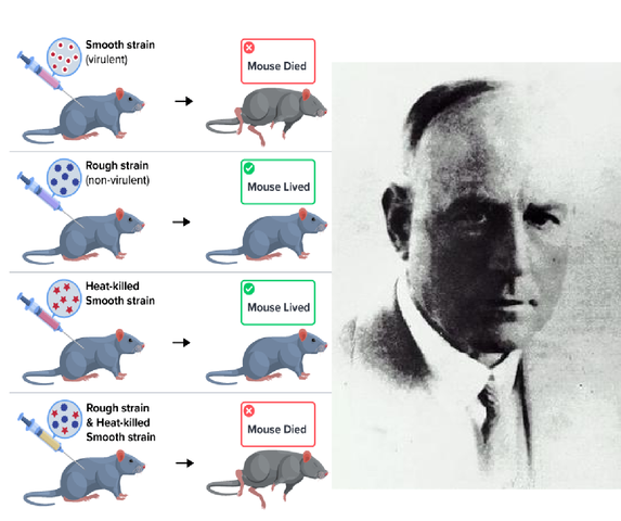 Frederick Griffith and his Transformation Experiment