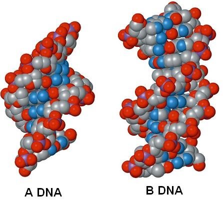 So it's the DNA