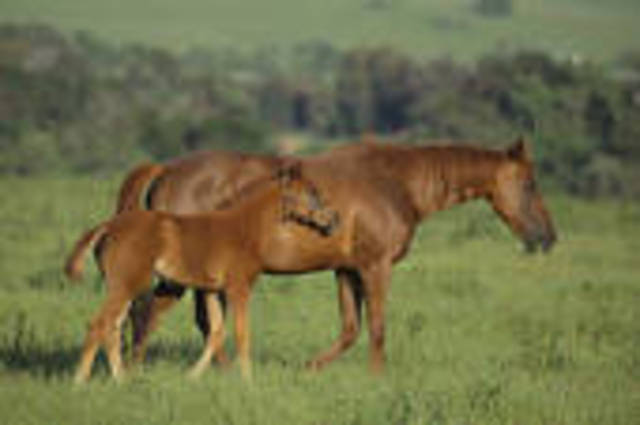 The 10 Greatest Race Horses of All