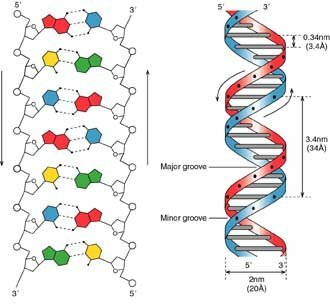DNA is a double-standed helix