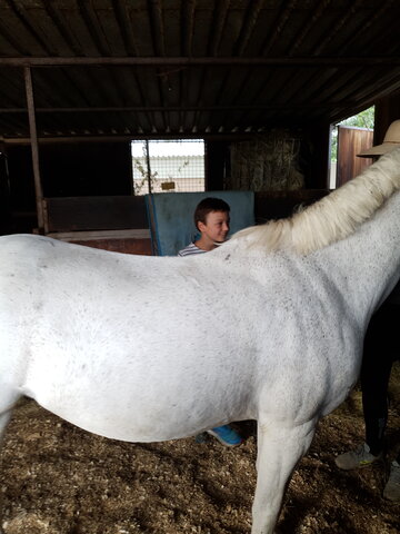 Farnham riding school