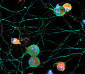 JOURNAL OF EXPERIMENTAL MEDICINE