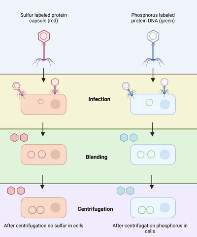 Hershey-Chase Experiments
