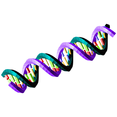 DNA is a double-standed helix